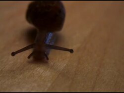 Snail Moves Towards Camera Stock Footage