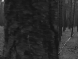 Danger in the forest Stock Footage