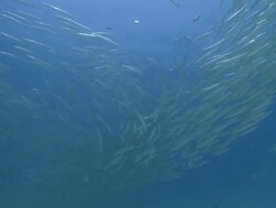 Bigeye barracuda (Sphyraena forsteri) school, La Paz, Sea of Cortez, Mexico Stock Footage