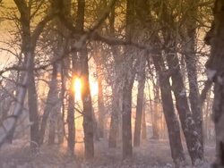 Snow Falling in Forest Stock Footage