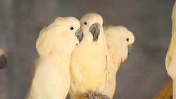 group of cockatoo white bird Stock Footage