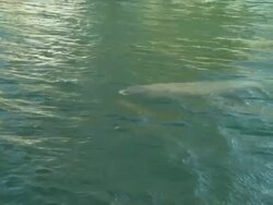 Manatee gets air, Florida, North Atlantic Ocean  Stock Footage
