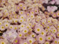 autumn flowering chrysanthemums Stock Footage