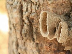 Insect Stock Footage