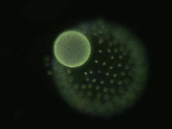 Volvox colony releasing daughter colony into surrounding watercomposed of hundreds of green algae cells each with 2 whip like flagellae and a red eye spot. Stock Footage