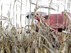Combine harvester Stock Footage