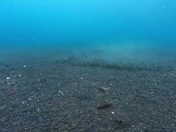 Banded snake eel (Myrichthys colubrinus) hunting over the seabed. This eel bears a striking resemblance to the venomous banded sea krait (Laticauda colubrinus), no doubt gaining protection from the similarity Stock Footage