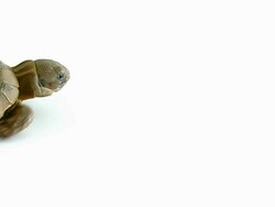 Turtle Stock Footage