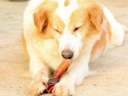 Cute dog eating bone Stock Footage