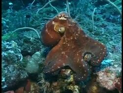 MCU Reef Octopus (Octopus cyanea) octopus moving along seabed, swims off, Kimbe Bay, Papua New Guinea , West New Britain Region Stock Footage