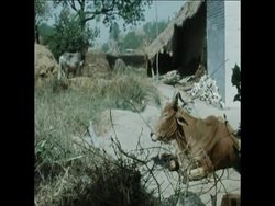 SYND 13 4 76 PRIME MINISTER INDIRA GANDHI ON TOUR IN HALORE UTTER PRADESH News Clip