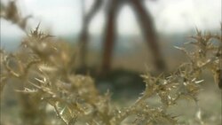 An archaeologist digs with a shovel near the ruins of Oudna Amphitheater in Tunisia. Stock Footage