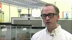 CLEAN : Tasty cicadas invade US East Coast News Clip