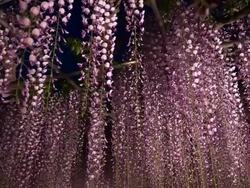 Beautiful wisteria light up Stock Footage
