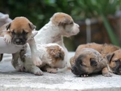 Female hand washing puppy dog Stock Footage