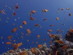 Tropical fish swim above rocks and coral on the floor of the Red Sea. Stock Footage