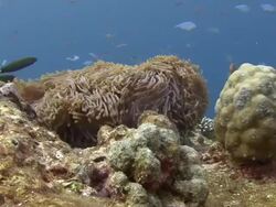 Sea Anemone Stock Footage