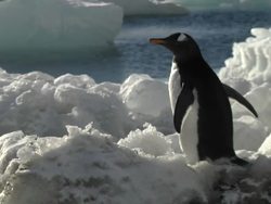 Antarctica Stockshots News Clip