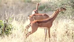 Gerenuk (giraffe antelope) (Litocranius walleri) Stock Footage