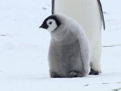 MS TU penguin chick walking with penguin and calling AUDIO / EkstrÃƒÂ¶m Ice Shelf,Atka Iceport Emperor Penguin Colony, Queen Maud land, Antarctica Stock Footage
