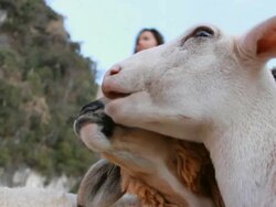 Couple Sheep grazing Stock Footage