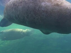 Manatees to camera, rolling swim by wide shot, stops rolling to take breath, Florida, North Atlantic Ocean  Stock Footage