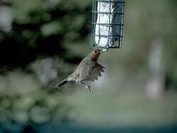 European Robin, erithacus rubecula, Adult flying to Bird Trough, Eating  and Flying back, Slow motion Stock Footage