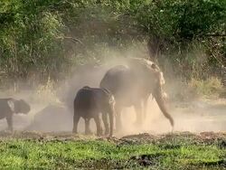MS Group of African Elephant spraying dust at forest area / Moremi Reserve, Botswana, South Africa Stock Footage