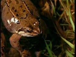 CU Common frog (Rana temporaria), pan to frogs mating Stock Footage