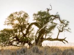 LA DS Solitary Tree In Savannah Stock Footage