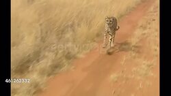 Cheetahs on a cheetah reserve in Namibia News Clip