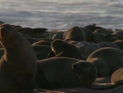 Cape fur seals (Arctocephalus pusillus)lying on beach, evening light, Cape Cross, Namibia Stock Footage