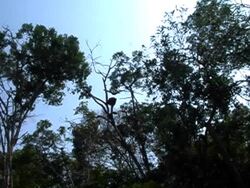 monkey jump ELS Stock Footage