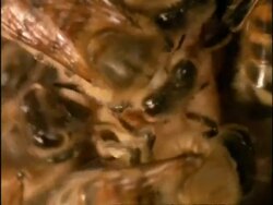 BCU Honey Bees (Apis mellifera) gathering round hatching queen bee, England Stock Footage