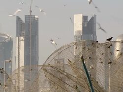 MS Shot of Modern buildings in Doha and birds flying around / Doha, Qatar  Stock Footage