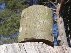 Cutting Wood Stock Footage
