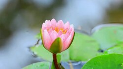 Pink Water Lily Stock Footage