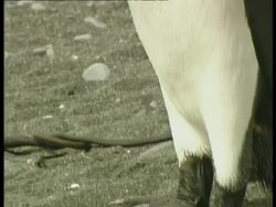 CU King Penguins, Aptenodytes patagonicus, tilt up from feet to head, Antarctica Stock Footage