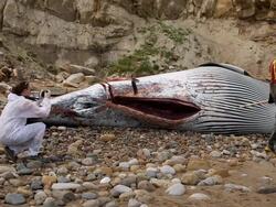 AUTOPSY ON A WASHED UP MINKE WHALE BY ZOOLOGICAL SOCIETY OF LONDON Stock Footage