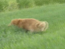 HD: Dog Running For A Stick Stock Footage