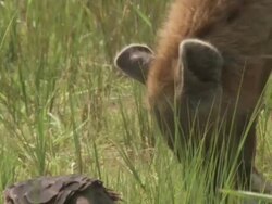 Spotted hyena (Crocuta crocuta) and White-backed Vultures (Gyps africanus) around kill, Garamba NP, Congo Stock Footage