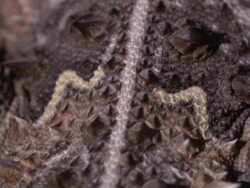 PAN Scaly, thorny skin of a horned lizard from tail to head / Sonoran Desert, Arizona, United States Stock Footage