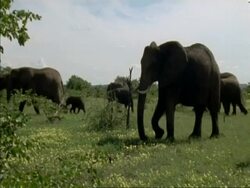 Herd of African Elephant calfs, Loxodonta africana, walking through grass, past camera, Botswana, Africa Stock Footage