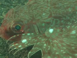 Flying gurnard, eye and modified fin, close up. Indonesia  Stock Footage
