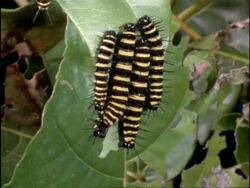 CU Zoom in, Lacewing Butterfly (Cethosia) Caterpillars feeding on leaf, Australia Stock Footage
