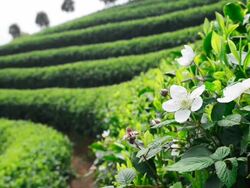 Tea Plantations Stock Footage