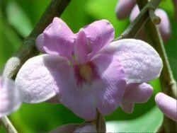 Flower, CU pink flower, pans left.  Panama. Stock Footage