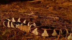 A king snake swallows a rattlesnake. Stock Footage