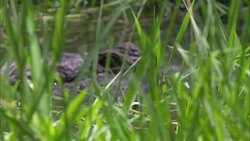 Seagrass frames an alligator's eye in a Florida swamp. Stock Footage