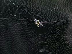 Spider in its web Stock Footage